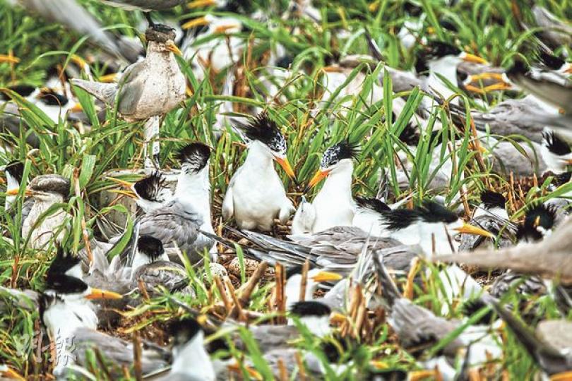 有「神話之鳥」之稱嘅中華鳳頭燕鷗,今個月初喺內地成功繁殖咗13隻幼鳥。圖為幼鳥同孵蛋情形。(香港海洋公園保育基金Andy Lee攝)為確保燕鷗繁殖時不受威脅,香港國際鳥盟亞洲部主任研究員陳承彥5至8月期間,留守喺內地無人小島。(香港海洋公園保育基金Andy Lee攝) 有「神話之鳥」之稱嘅中華鳳頭燕鷗,今個月初喺內地成功繁殖咗13隻幼鳥。圖為幼鳥同孵蛋情形。(香港海洋公園保育基金Andy Lee攝)為確保燕鷗繁殖時不受威脅,香港國際鳥盟亞洲部主任研究員陳承彥5至8月期間,留守喺內地無人小島。(香港海洋公園保育基金Andy Lee攝)