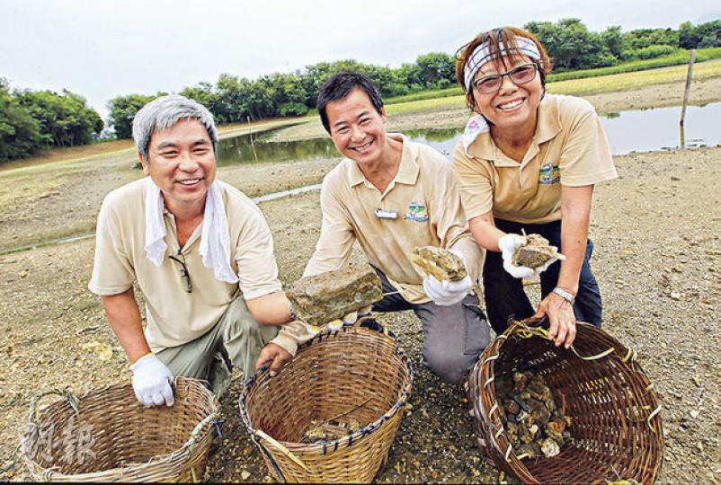 每年都會有唔少義工去濕地公園幫手,圖中周崔明(左起)、劉鐵柱及崔佩英3名義工幫手執石仔已經近10年,仲會幫手帶導賞團!(李澤彤攝) 每年都會有唔少義工去濕地公園幫手,圖中周崔明(左起)、劉鐵柱及崔佩英3名義工幫手執石仔已經近10年,仲會幫手帶導賞團!(李澤彤攝)