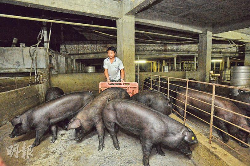 本地豬農引入台灣的黑毛豬,全為配種繁殖的「種豬」,平均重約60公斤,身形較普通白豬健碩,較少肥肉,每隻購入價為1.5萬港元。(鄧宗宏攝) 本地豬農引入台灣的黑毛豬,全為配種繁殖的「種豬」,平均重約60公斤,身形較普通白豬健碩,較少肥肉,每隻購入價為1.5萬港元。(鄧宗宏攝)