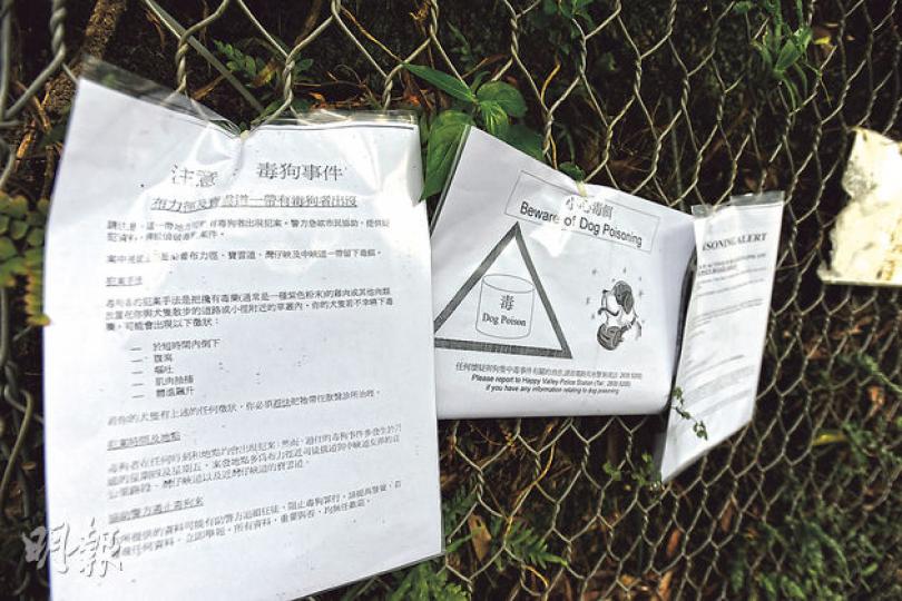 愛護動物協會昨日除在facebook提醒注意毒餌，亦在布力徑、寶雲道等散步健身熱點張貼發現懷疑毒餌告示，警方亦在路邊張貼告示，提醒狗主保護狗。（衛永康攝）飼養7歲貴婦狗的Christy表示，聽過有狂徒放置毒餌殺狗事件，但未見過毒餌。對於毒狗狂徒再現，她表示如見愛犬欲舔食路邊雜物，會即時喝止。（衛永康攝）吳小姐養有一頭10歲雄性聖班納犬，昨日沒為牠繫上狗帶。吳小姐稱不太擔心愛犬亂食路邊誘餌，但會留意牠的一舉一動。（林樂軒攝）