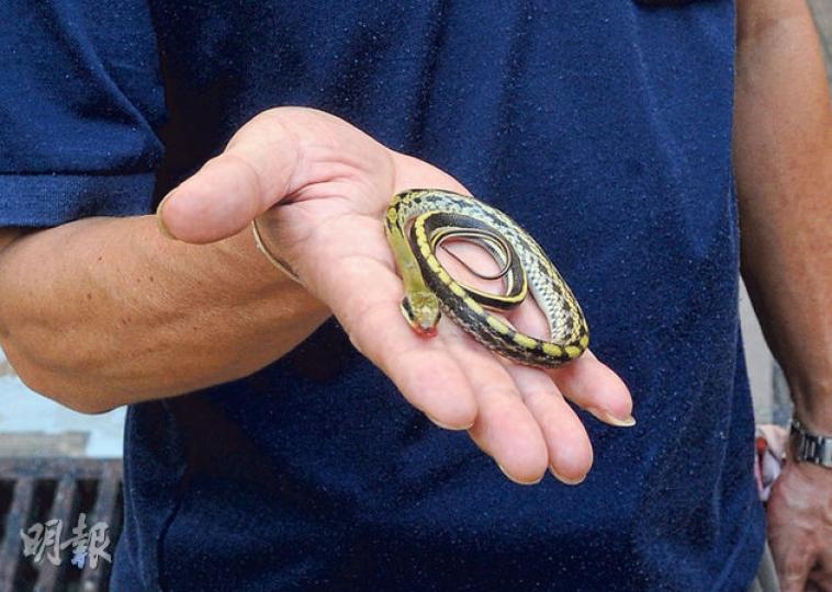 闖入山頂和福道獨立屋的黑眉錦蛇BB被當場打死,蛇王之後將蛇尾帶走處理。(樊銳昌攝) 闖入山頂和福道獨立屋的黑眉錦蛇BB被當場打死,蛇王之後將蛇尾帶走處理。(樊銳昌攝)