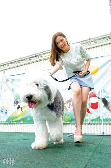 黃芷晴原本是示範拖古代牧羊犬「火腿」散步,卻變了她被拖着跑。(攝影﹕孫華中)「火腿」是初哥登場,配合芷晴工作,賣萌的樣子好可愛。(攝影﹕孫華中)黃芷晴簽約HKTV先後拍了3部劇集,可惜至今未有機會播映。(攝影﹕孫華中)芷晴說「火腿」年紀細卻最百厭,要安排導師教牠做隻乖乖狗。(攝影﹕孫華中) 黃芷晴原本是示範拖古代牧羊犬「火腿」散步,卻變了她被拖着跑。(攝影﹕孫華中)「火腿」是初哥登場,配合芷晴工作,賣萌的樣子好可愛。(攝影﹕孫華中)黃芷晴簽約HKTV先後拍了3部劇集,可惜至今未有機會播映。(攝影﹕孫華中)芷晴說「火腿」年紀細卻最百厭,要安排導師教牠做隻乖乖狗。(攝影﹕孫華中)