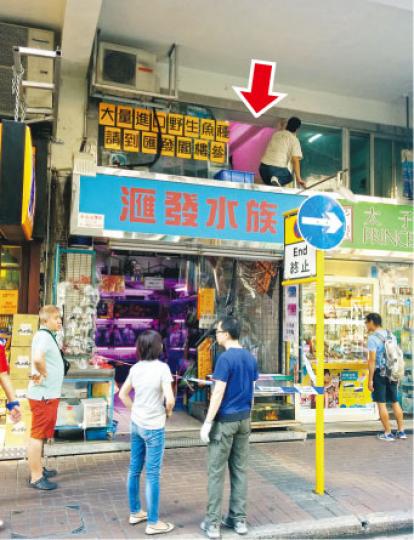 竊賊自備木梯爬上水族店閣樓,打破玻璃窗(箭嘴示)潛入偷龜,店主投訴「佔旺」致警方減少巡邏,令賊可「施施然」作案。(林樂軒攝)
竊賊自備木梯爬上水族店閣樓,打破玻璃窗(箭嘴示)潛入偷龜,店主投訴「佔旺」致警方減少巡邏,令賊可「施施然」作案。(林樂軒攝)