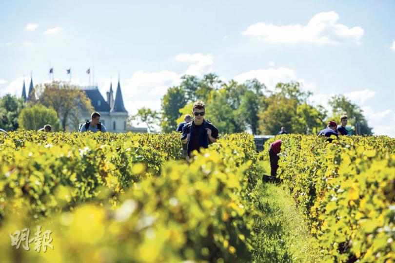 Chateau Palmer酒莊,在收成時期會聘請約100個臨時工來收採葡萄,以人手採摘的方式,把完好的果實收集到分類枱,以人手剔除外觀有毛病的,再送到X-Tri機器內挑選。(徐影珊攝)Chateau Pontet-Canet酒莊,逐步把整個葡萄園轉為有機耕種,例如引入馬兒做收割工作。圖中的驢仔,負責春季時為葡萄園施肥及吃雜草。(徐影珊攝)Chateau Pontet-Canet莊主Alfred Tesseron引進小箱子收採,以取代傳統方法。小箱子裝滿後,員工立即送到分類枱,減少葡萄因運送而被 Chateau Palmer酒莊,在收成時期會聘請約100個臨時工來收採葡萄,以人手採摘的方式,把完好的果實收集到分類枱,以人手剔除外觀有毛病的,再送到X-Tri機器內挑選。(徐影珊攝)Chateau Pontet-Canet酒莊,逐步把整個葡萄園轉為有機耕種,例如引入馬兒做收割工作。圖中的驢仔,負責春季時為葡萄園施肥及吃雜草。(徐影珊攝)Chateau Pontet-Canet莊主Alfred Tesseron引進小箱子收採,以取代傳統方法。小箱子裝滿後,員工立即送到分類枱,減少葡萄因運送而被