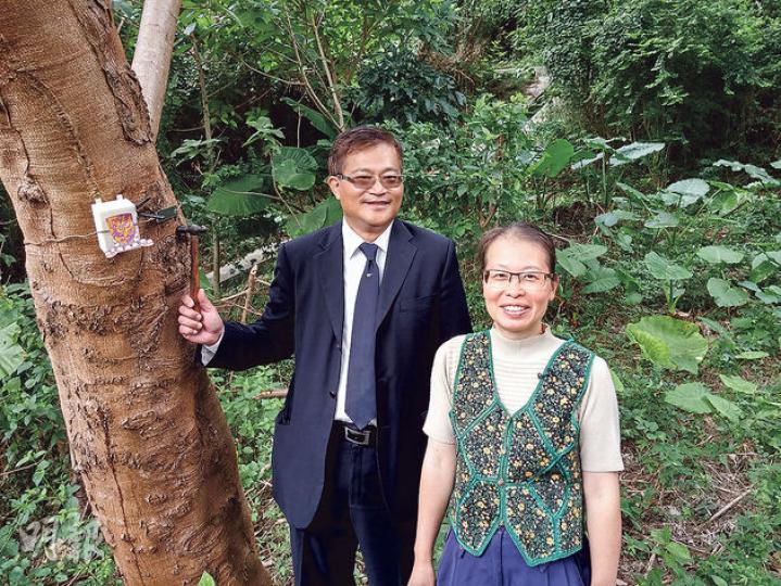 中大生命科學學院教授趙紹惠（右）連同系統工程與工程管理學系教授鄭進雄（左）花半年研發「護樹監控系統」，防止珍貴樹木被盜。圖中樹幹上的白色裝置為傳感器，可量度樹木的傾斜度及附近的聲波頻率。（鄭宏禮攝）