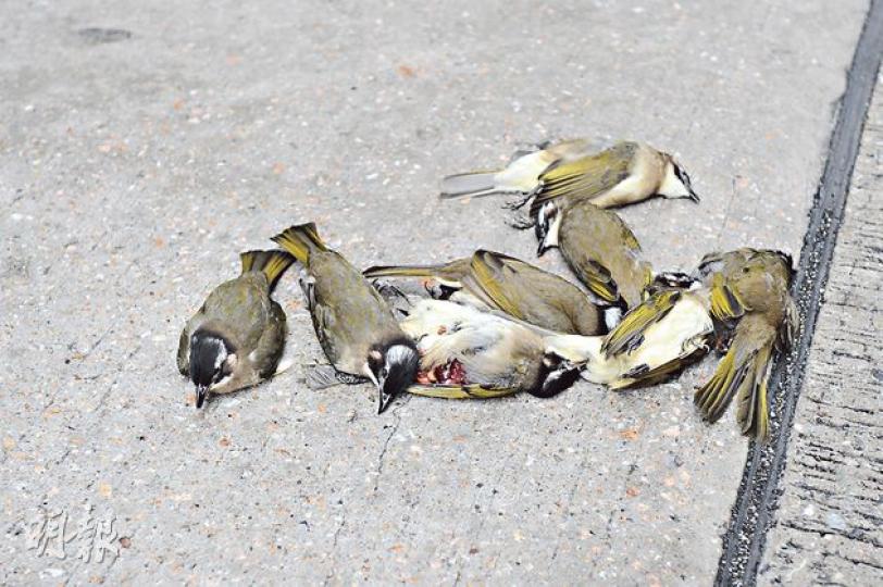 一群在港常見的雀鳥「白頭鵯」昨晨集體倒斃在旺角朗豪坊對開馬路,部分內臟外露,疑因猛撞向大廈玻璃幕牆斃命。(林智傑攝)15隻白頭鵯集體死在旺角朗豪坊地下,專家相信是誤撞玻璃幕牆,從高處墜落地面(箭嘴示)傷重身亡。(林智傑攝) 一群在港常見的雀鳥「白頭鵯」昨晨集體倒斃在旺角朗豪坊對開馬路,部分內臟外露,疑因猛撞向大廈玻璃幕牆斃命。(林智傑攝)15隻白頭鵯集體死在旺角朗豪坊地下,專家相信是誤撞玻璃幕牆,從高處墜落地面(箭嘴示)傷重身亡。(林智傑攝)