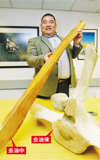 城大動物醫學院專業教育及發展總監王啟熙手持的角島鯨(Omura)鼻樑骨,長達2.3米,比他本人還要高,標本仍呈棕色,還需煲10多次去油,才會變成像旁邊鯨魚脊椎骨的灰白色。(郭慶輝攝)(明報製圖) 城大動物醫學院專業教育及發展總監王啟熙手持的角島鯨(Omura)鼻樑骨,長達2.3米,比他本人還要高,標本仍呈棕色,還需煲10多次去油,才會變成像旁邊鯨魚脊椎骨的灰白色。(郭慶輝攝)(明報製圖)