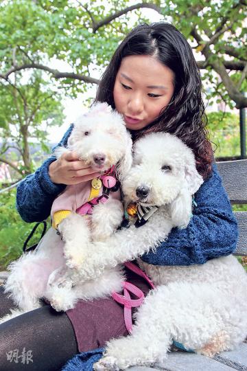 咇咇(左)和布布(右)同是貝靈登犬,先後從如同狗地獄的私人養殖場獲救,經動物義工Zoie細心照顧,由骯髒瘦弱變得雪白可愛,咇咇近月才學習與其他狗公相處,並與同伴布布親近相處。(林俊源攝) 咇咇(左)和布布(右)同是貝靈登犬,先後從如同狗地獄的私人養殖場獲救,經動物義工Zoie細心照顧,由骯髒瘦弱變得雪白可愛,咇咇近月才學習與其他狗公相處,並與同伴布布親近相處。(林俊源攝)