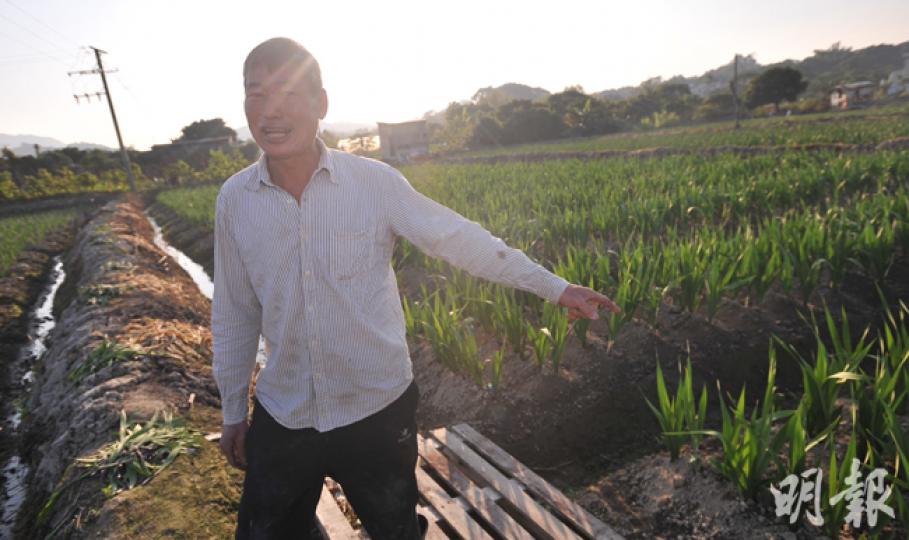 元朗新田農戶梁日信採用輪耕方式,秋天起種植劍蘭及香水百合等花卉。他說,聖誕節地主通知收回部分農地範圍,包括包裝農作物的地方,他有意申請租用農業園,免卻年年續租的煩惱。(胡景禧攝)香港有機資源再生中心行政總裁倪漢順以水耕方式種植沙律菜,斥資150萬元用作平整土地及興建溫室,令農作物不受天氣影響,可以全年生產。(黃志東攝)政府昨發表「新農業政策﹕本港農業的可持續發展」公眾諮詢文件,食物及衛生局長高永文(中)認為有必要實行更積極進取的政策,推動農業現代化及可持續發展。左為食衛局常任秘書長黎陳芷娟,右為 元朗新田農戶梁日信採用輪耕方式,秋天起種植劍蘭及香水百合等花卉。他說,聖誕節地主通知收回部分農地範圍,包括包裝農作物的地方,他有意申請租用農業園,免卻年年續租的煩惱。(胡景禧攝)香港有機資源再生中心行政總裁倪漢順以水耕方式種植沙律菜,斥資150萬元用作平整土地及興建溫室,令農作物不受天氣影響,可以全年生產。(黃志東攝)政府昨發表「新農業政策﹕本港農業的可持續發展」公眾諮詢文件,食物及衛生局長高永文(中)認為有必要實行更積極進取的政策,推動農業現代化及可持續發展。左為食衛局常任秘書長黎陳芷娟,右為