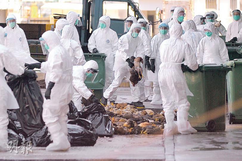 約20名戴上口罩人員到達長沙灣臨時家禽批發市場,撲殺1.9萬隻活家禽。他們從籠內取出活雞,放入綠色大型垃圾桶內,注入二氧化碳焗殺,再將屍體放入黑色膠袋及灑上消毒劑。(葉家豪攝) 約20名戴上口罩人員到達長沙灣臨時家禽批發市場,撲殺1.9萬隻活家禽。他們從籠內取出活雞,放入綠色大型垃圾桶內,注入二氧化碳焗殺,再將屍體放入黑色膠袋及灑上消毒劑。(葉家豪攝)