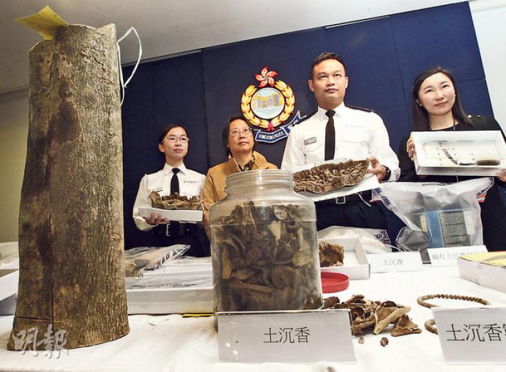 將軍澳分區指揮官梁銘亮(右二)指出,土沉香的用途很多,可製成藝術品、雕刻、藥材或香料,價格亦會有所不同。圖左起為署理西貢分區指揮官陳素羽、「救救土沉香,瀕危滅絕中」網上群組發起人何佩嫻、梁銘亮及水警總區情報組主管馮雅政。(李紹昌攝) 將軍澳分區指揮官梁銘亮(右二)指出,土沉香的用途很多,可製成藝術品、雕刻、藥材或香料,價格亦會有所不同。圖左起為署理西貢分區指揮官陳素羽、「救救土沉香,瀕危滅絕中」網上群組發起人何佩嫻、梁銘亮及水警總區情報組主管馮雅政。(李紹昌攝)