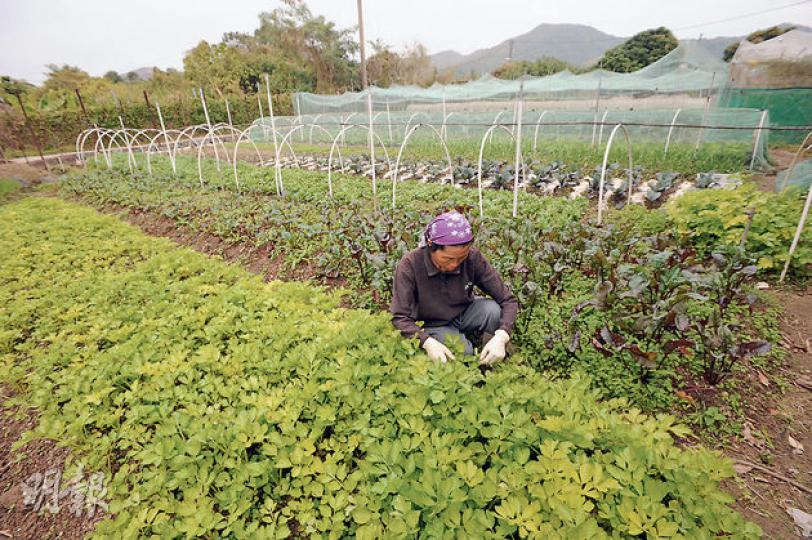 內地向本港供應大量新鮮蔬菜,本港種菜量愈來愈少,已由1995年的8.8萬噸跌至2013年的1.63萬噸。專家相信本地增加種菜,可提升本地食物安全。(胡景禧攝) 內地向本港供應大量新鮮蔬菜,本港種菜量愈來愈少,已由1995年的8.8萬噸跌至2013年的1.63萬噸。專家相信本地增加種菜,可提升本地食物安全。(胡景禧攝)