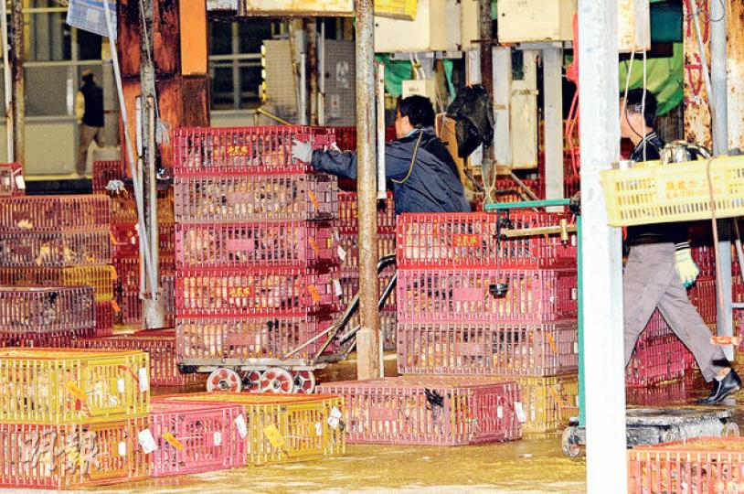 長沙灣家禽批發市場昨日重開,逾1.5萬隻本地活雞不再經打鼓嶺檢查站分流,平均批發價亦下調一成。圖為禽業人員昨凌晨把一籠籠雞運抵市場分發。(蔡方山攝) 長沙灣家禽批發市場昨日重開,逾1.5萬隻本地活雞不再經打鼓嶺檢查站分流,平均批發價亦下調一成。圖為禽業人員昨凌晨把一籠籠雞運抵市場分發。(蔡方山攝)