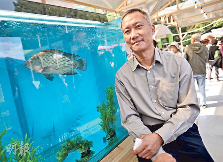 漁護署漁業主任(內陸水產養殖發展)邱寶明(圖)說,優質羅非魚(見魚缸中)生長速度快,只需半年即可由魚苗長至一斤重,較一般羅非魚快逾一倍。(盧翊銘攝)菜統處生產顧問陳兆麟展示今年的主題產品,包括本地有機木瓜、有機食用菇、奶白菜、水耕菜等,其中網室栽種的木瓜為本地出產首個有機木瓜品種,每斤售28至40元。(盧翊銘攝) 漁護署漁業主任(內陸水產養殖發展)邱寶明(圖)說,優質羅非魚(見魚缸中)生長速度快,只需半年即可由魚苗長至一斤重,較一般羅非魚快逾一倍。(盧翊銘攝)菜統處生產顧問陳兆麟展示今年的主題產品,包括本地有機木瓜、有機食用菇、奶白菜、水耕菜等,其中網室栽種的木瓜為本地出產首個有機木瓜品種,每斤售28至40元。(盧翊銘攝)