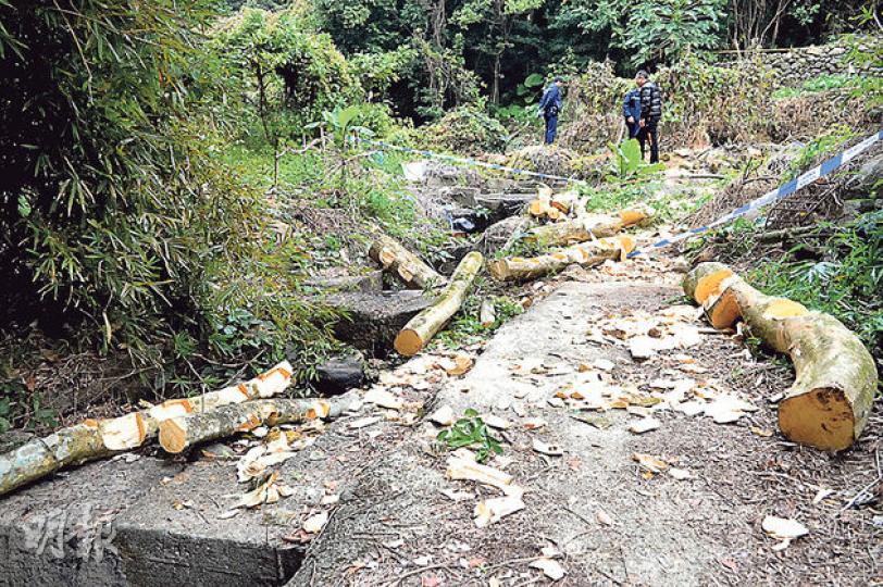 清水灣大環頭村山頭有10多棵土沉香被砍伐,一截截樹幹棄於地上,警員接報到場調查,未見賊蹤。 (林智傑攝) 清水灣大環頭村山頭有10多棵土沉香被砍伐,一截截樹幹棄於地上,警員接報到場調查,未見賊蹤。 (林智傑攝)