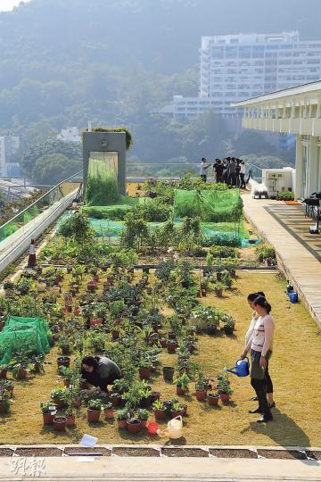 中大建築系位處的綜合教學大樓,天台農場面積約2500呎,讓師生身體力行體驗耕種。(李佩雯攝)師生以有機方法種植,種出巨型蔬果。(李佩雯攝) 中大建築系位處的綜合教學大樓,天台農場面積約2500呎,讓師生身體力行體驗耕種。(李佩雯攝)師生以有機方法種植,種出巨型蔬果。(李佩雯攝)