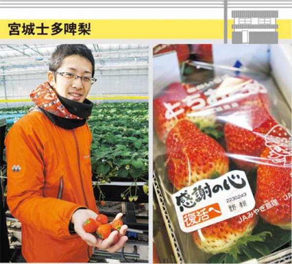 勝部達也(左圖)以其所學投入災區重建,以新技術種植士多啤梨,他手中的每一打約售1000日圓(約65港元)。當地士多啤梨包裝印有「感謝」字樣(右圖),旁邊標註種植農戶的姓名,是當地熱門手信。(林迎攝)東京農業大學校長高野克己(左圖)說,該校科研團隊將土壤改良劑灑入受輻射波及的稻田,令稻米不致吸收放射性物質,經政府檢測合格安全,已小量上市出售(右圖)。(林迎攝) 勝部達也(左圖)以其所學投入災區重建,以新技術種植士多啤梨,他手中的每一打約售1000日圓(約65港元)。當地士多啤梨包裝印有「感謝」字樣(右圖),旁邊標註種植農戶的姓名,是當地熱門手信。(林迎攝)東京農業大學校長高野克己(左圖)說,該校科研團隊將土壤改良劑灑入受輻射波及的稻田,令稻米不致吸收放射性物質,經政府檢測合格安全,已小量上市出售(右圖)。(林迎攝)