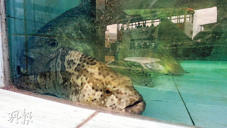 有市民昨發現上環鉅龍酒家魚缸內8條深海龍躉,在水中奄奄一息,狀似命危,於是報警求助。(鍾炳然攝)海洋公園人員將8魚帶走,包括其中一條2呎半長的龍躉(圖),警方將案件列「虐待動物」調查。(鍾炳然攝)「虐魚案」的上環鉅龍酒家早前涉及勞資糾紛,上周二起已停業。(鍾炳然攝) 有市民昨發現上環鉅龍酒家魚缸內8條深海龍躉,在水中奄奄一息,狀似命危,於是報警求助。(鍾炳然攝)海洋公園人員將8魚帶走,包括其中一條2呎半長的龍躉(圖),警方將案件列「虐待動物」調查。(鍾炳然攝)「虐魚案」的上環鉅龍酒家早前涉及勞資糾紛,上周二起已停業。(鍾炳然攝)