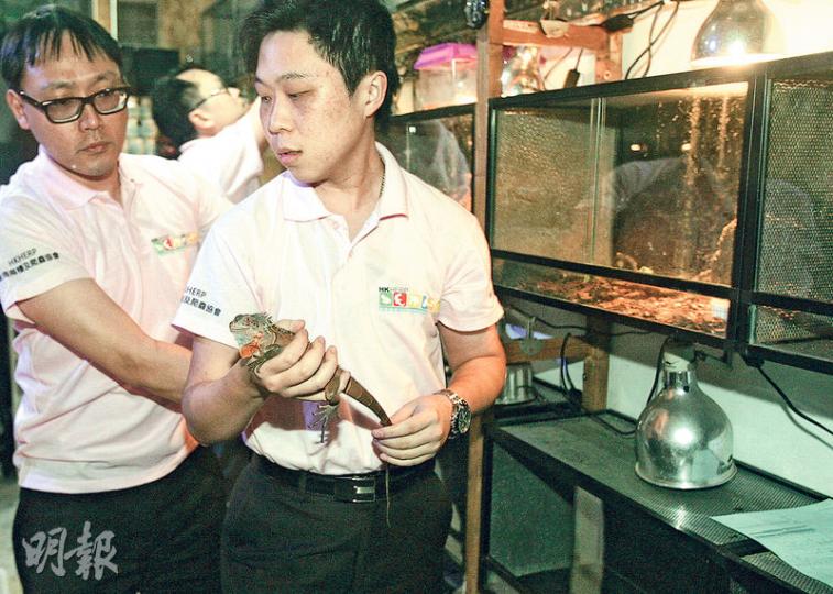 兩棲及爬蟲協會人員到場為店內動物初步檢查，協會項目主任葉家恒（右）將其中一隻逃脫的蜥蜴放回飼養缸。（伍浦鋒攝）