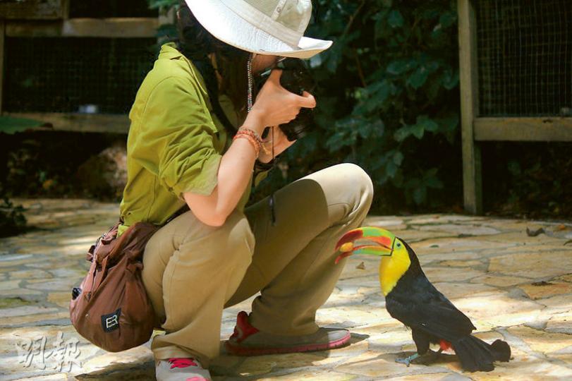 Macaw Mountain Bird Park裏的活潑大嘴鳥。朋友拍照時，牠似是回應鏡頭地含着果子，還跟着我們走。（李碧君攝）沿着Lago de Yojoa湖邊觀看雀鳥，由於怕驚動牠們，我們透過望遠鏡及長鏡頭來觀看。（李碧君攝）（李碧君攝）Copán人物雕塑的面容。細看輪廓，竟跟我們相差無幾，因為其祖宗來自蒙古。（李碧君攝）潛水學校一隅。早上在海邊準備裝置，等待下水；晚上則是乘涼好地方。（李碧君攝）Copán的祭祀神廟之一。馬雅文明遺蹟，神廟對出的都是廣場，以舉行祭祀活動。在發現馬雅遺蹟時，不