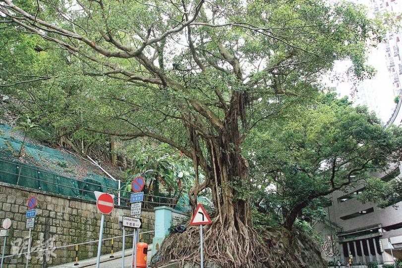 (陳嘉文攝) (陳嘉文攝)