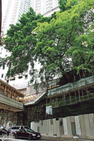 (陳嘉文攝)(陳嘉文攝) (陳嘉文攝)(陳嘉文攝)