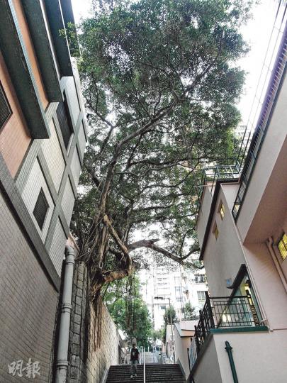 (陳嘉文攝) (陳嘉文攝)