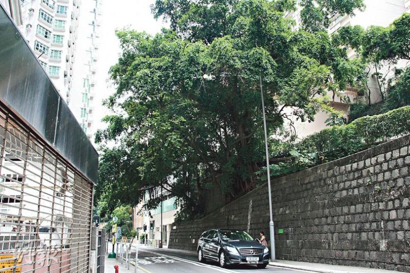(陳嘉文攝) (陳嘉文攝)