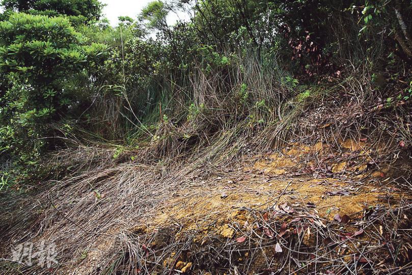 在西貢白石窩新村及壁屋監獄對上約300米山坡,在雜草堆中有一處平坦泥地,懷疑曾有人於該處休息,但無法確認是否藏參地點。(林智傑攝) 在西貢白石窩新村及壁屋監獄對上約300米山坡,在雜草堆中有一處平坦泥地,懷疑曾有人於該處休息,但無法確認是否藏參地點。(林智傑攝)