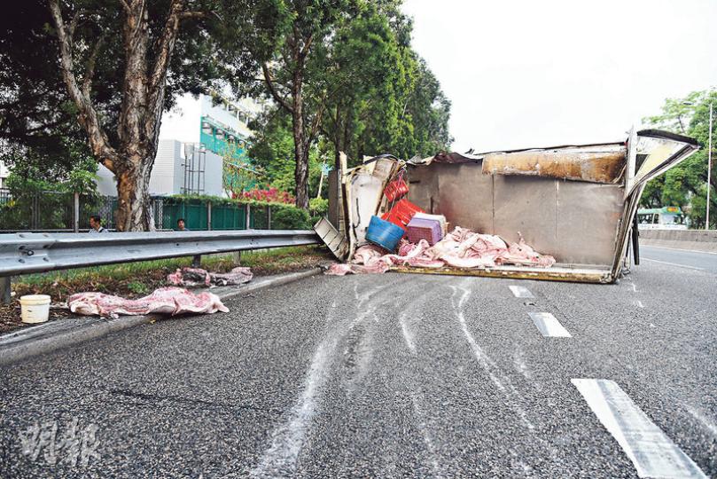 運載豬殼的密斗貨車撞壆後翻側,車頂爆裂,10多個豬殼拋出路面,豬屍遍地。 (蔡方山攝) 運載豬殼的密斗貨車撞壆後翻側,車頂爆裂,10多個豬殼拋出路面,豬屍遍地。 (蔡方山攝)