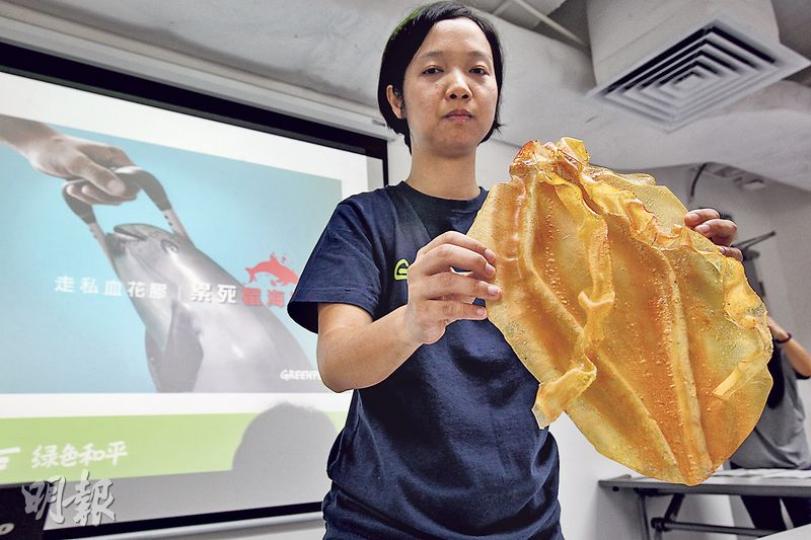 綠色和平項目經理張韻琪(圖)指出,在今年2至4月曾派員到上環及荃灣的海味店「放蛇」,發現至少有7間非法銷售極瀕危的石首魚花膠。同時,該組織曾派人攜帶假的石首魚花膠在港過關,但關員並無檢查,甚至稱「花膠可自由出入境」,認為執法部門把關不力。圖中為花膠模型。(李紹昌攝) 綠色和平項目經理張韻琪(圖)指出,在今年2至4月曾派員到上環及荃灣的海味店「放蛇」,發現至少有7間非法銷售極瀕危的石首魚花膠。同時,該組織曾派人攜帶假的石首魚花膠在港過關,但關員並無檢查,甚至稱「花膠可自由出入境」,認為執法部門把關不力。圖中為花膠模型。(李紹昌攝)