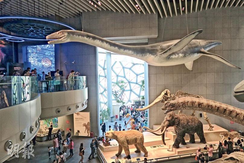「水怪」蛇頸龍是博物館的接待員,每個入館的參觀者,都不會錯過。(丁一一攝)這些海洋生物,全部掛在半空。當中巨型魷魚,生活在深海中,科學家對牠認識甚少,直至2012年日本科學家成功拍攝牠的海中生活,包括捕食或發怒時,全身可迅速變成紅色。(丁一一攝)北山羊羊角有類似年輪的圓環;雄性盤羊羊角特別大,螺旋狀,還有喜馬拉雅塔爾羊,羊角短而扁。(丁一一攝)牛群中,來自非洲的長角牛,一對牛角最醒目。(丁一一攝)幕牆、燈光營造出廣闊大草原,還以為自己走進了野生動物園。(丁一一攝)在河南出土的恐龍蛋化石,來自一億 「水怪」蛇頸龍是博物館的接待員,每個入館的參觀者,都不會錯過。(丁一一攝)這些海洋生物,全部掛在半空。當中巨型魷魚,生活在深海中,科學家對牠認識甚少,直至2012年日本科學家成功拍攝牠的海中生活,包括捕食或發怒時,全身可迅速變成紅色。(丁一一攝)北山羊羊角有類似年輪的圓環;雄性盤羊羊角特別大,螺旋狀,還有喜馬拉雅塔爾羊,羊角短而扁。(丁一一攝)牛群中,來自非洲的長角牛,一對牛角最醒目。(丁一一攝)幕牆、燈光營造出廣闊大草原,還以為自己走進了野生動物園。(丁一一攝)在河南出土的恐龍蛋化石,來自一億
