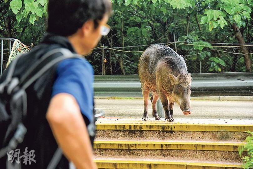 野豬昨早到赤柱馬坑邨覓食散步，其間有不少居民圍觀及拍照，但牠仍不為所動，直到漁護署人員到場用圍網阻其去路，牠才向山上方向遁去。 （鍾炳然攝）