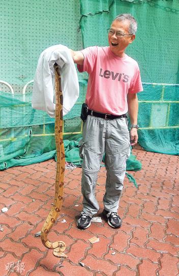 一條懷疑被人飼養、走失的紅尾蚺，昨晨被發現盤纏在小西灣邨一大廈外牆圍網，被蛇王手到拿來擒獲放入袋中。（蔡方山攝）疑走失的紅尾蚺被發現時盤纏在小西灣邨瑞泰樓地下維修工程的圍網內，未知是休息還是被困。（蔡方山攝）