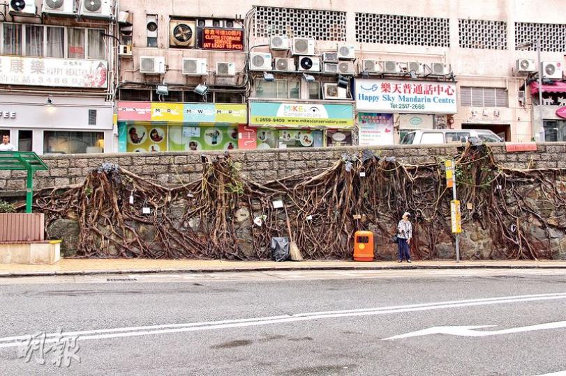 般咸道古石牆樹被斬，市民再無大樹庇蔭。（李寶瑜攝）（李寶瑜攝）樹頭冒出水枝，大樹拚命自救。（李寶瑜攝）港大地理系講座教授詹志勇（李寶瑜攝）堅尼地城科士街的茂密石牆樹蔭。（李寶瑜攝）般咸道斬樹後可見仍有盤結樹根。（李寶瑜攝）左為原好的中國客家石牆，以石疊成，樹根可在石縫間生長，右圖為般咸道被抹上灰漿的石牆，石縫被封死，可見石牆樹已再難有下一代。（李寶瑜攝）科士街石牆樹所形成的林蔭大道。（李寶瑜攝）（明報製圖）（明報製圖）