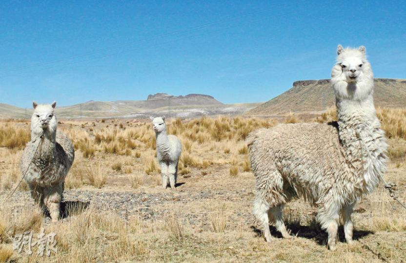 居於秘魯高山地區的人們多畜養Llama（駱馬），遊覽Lake Titicaca一帶時更有可能碰上受保護的Vicuna（野駱馬）。（攝影：基斯） 秘魯人吃很多不同種類的薯仔，Uros也不例外，這些都是在多水地方生長的品種，比馬蹄還細，質地似海綿。 （攝影：基斯） 相比Sillustani，Cutimbo的位置更有氣勢。（攝影：基斯） Uros人起居飲食都用Lake Titicaca生長的水蘆葦，卻沒有取盡的問題，正好示範了大自然和人類之間的可持續發展。 （攝影：基斯） Uros人幾乎所有建築物都以