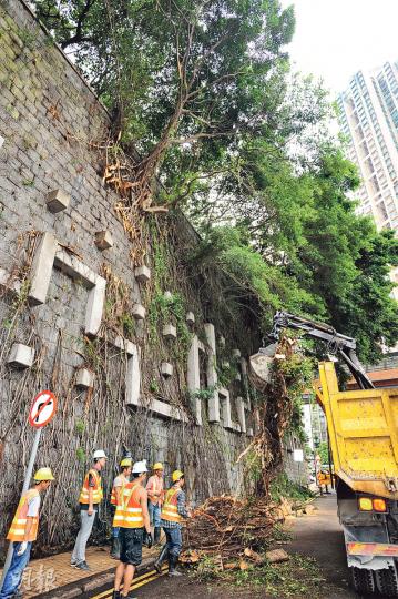 石牆樹倒塌後，路政署人員到場進行視察，並清理塌下樹木及石牆上殘餘根。（樊銳昌攝）