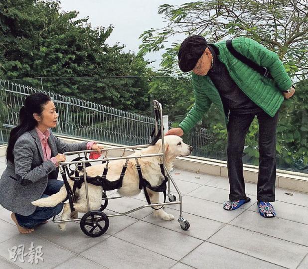 阿姐昨上載與老公羅家英及愛犬Momo的合照,傷心說Momo已病逝。(微博圖片) 阿姐昨上載與老公羅家英及愛犬Momo的合照,傷心說Momo已病逝。(微博圖片)
