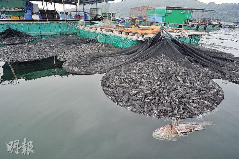 大埔三門仔對開魚排前晚開始突然有大量養魚死亡,至昨午死魚多達逾萬條,當中以龍躉為主。由於數目眾多,養魚戶暫時將死魚放入魚網內,置於魚排旁邊等候處理。(樊銳昌攝)大埔三門仔有魚排有大量飼養的青斑及龍躉死亡,村長石廣燕(右)昨到場向排主了解情况。(樊銳昌攝) 大埔三門仔對開魚排前晚開始突然有大量養魚死亡,至昨午死魚多達逾萬條,當中以龍躉為主。由於數目眾多,養魚戶暫時將死魚放入魚網內,置於魚排旁邊等候處理。(樊銳昌攝)大埔三門仔有魚排有大量飼養的青斑及龍躉死亡,村長石廣燕(右)昨到場向排主了解情况。(樊銳昌攝)