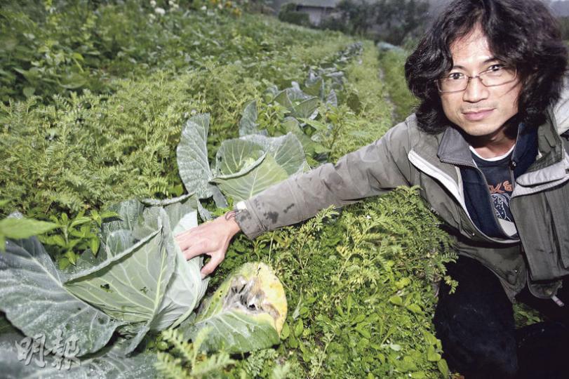 有機農夫葉子盛說,又凍又潮濕的天氣令核菌病開始醞釀,至回暖時有可能大規模爆發,但控制真菌的藥劑會被雨水冲走,唯有提早收割或剪走受感染菜葉,避免擴散。他在粉嶺的菜田昨已有感染迹象,圖為葉子盛及有爛葉的椰菜。(郭慶輝攝) 有機農夫葉子盛說,又凍又潮濕的天氣令核菌病開始醞釀,至回暖時有可能大規模爆發,但控制真菌的藥劑會被雨水冲走,唯有提早收割或剪走受感染菜葉,避免擴散。他在粉嶺的菜田昨已有感染迹象,圖為葉子盛及有爛葉的椰菜。(郭慶輝攝)