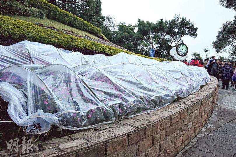 氣溫驟降,廣州白雲山道路旁的花草被覆蓋上防寒薄膜。(陳奕勤攝) 氣溫驟降,廣州白雲山道路旁的花草被覆蓋上防寒薄膜。(陳奕勤攝)