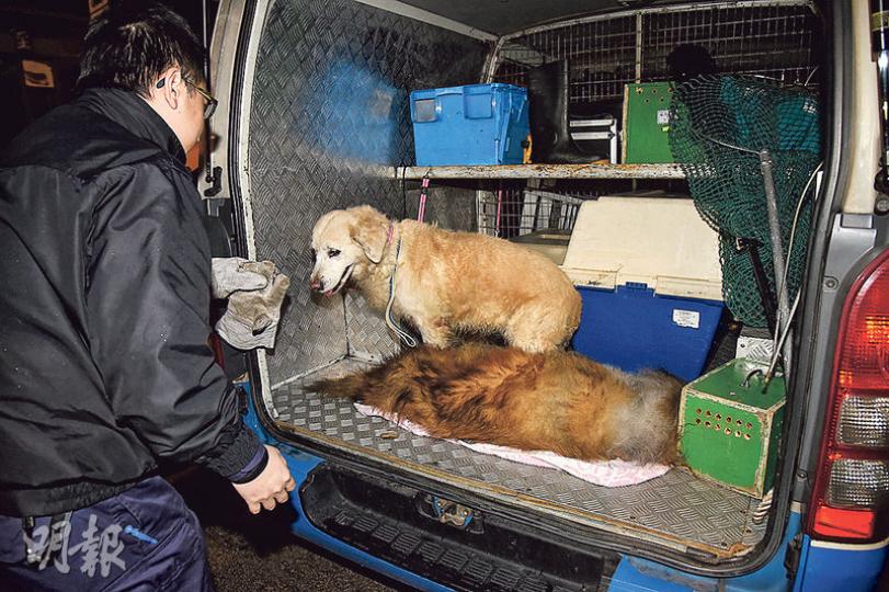 電暖爐火警中,男戶主燒傷及吸入濃煙命危,其所養的兩隻狗則一死一生還,由愛護動物協會人員帶走暫代照顧及處理。(蔡方山攝)電暖爐燒着雜物引起火警後,大廈約70名居民需緊急疏散,部分長者由消防攙扶落樓暫避。(蔡方山攝) 電暖爐火警中,男戶主燒傷及吸入濃煙命危,其所養的兩隻狗則一死一生還,由愛護動物協會人員帶走暫代照顧及處理。(蔡方山攝)電暖爐燒着雜物引起火警後,大廈約70名居民需緊急疏散,部分長者由消防攙扶落樓暫避。(蔡方山攝)
