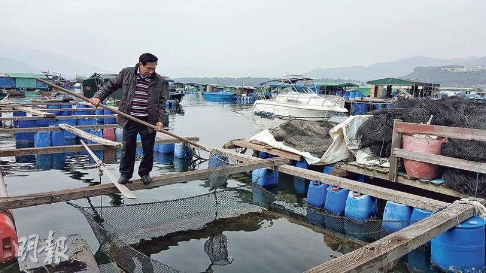 鹽田仔西養魚協會主席李木金稱，其魚排6000條魚死剩兩條，這情况是30年來從未見過。死魚潮以來，大部分養魚戶大致停業，短期內未敢再養。（阮秀君攝）記者日前到大埔鹽田東養殖區，只發現有一戶仍有養數十條魚，但不少已反肚。（楊柏賢攝）