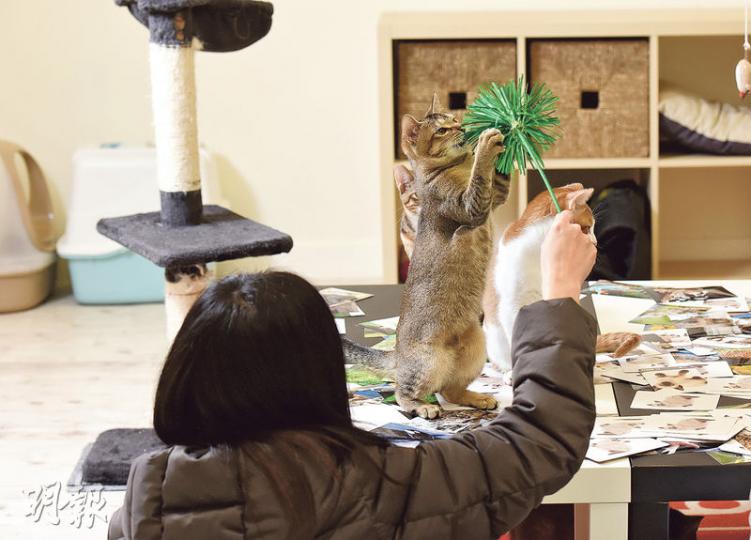 一度沒有家的女孩Cat(化名)在「貓房」訴說遇上棄貓柔柔的故事,說到傷心處,雖柔柔不在場,但仍有其他小貓以喵叫安慰她。(陳淑安攝) 一度沒有家的女孩Cat(化名)在「貓房」訴說遇上棄貓柔柔的故事,說到傷心處,雖柔柔不在場,但仍有其他小貓以喵叫安慰她。(陳淑安攝)