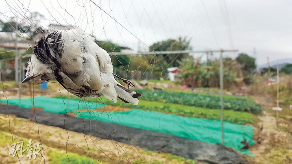 農民為了保護農作物而架起霧網，但雀鳥不易察覺，有白鶺鴒被困大窩村農地圍網中死去。（蘇智鑫攝）