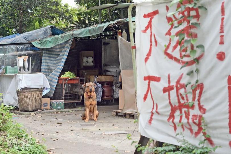 元朗橫洲公屋計劃涵蓋現有的楊屋新村、永寧村及鳳池村，約200人受影響，有村民掛上「不遷不搬」橫額。（明報記者攝）
