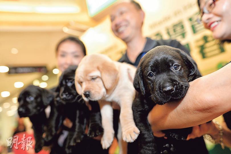 香港第一胎人工受孕導盲犬BB滿月亮相,包括3男2女,導盲犬服務中心將以A字頭嘅英文命名,寓意Artificial Insemination(人工授精)首次成功應用喺香港導盲犬繁殖上。(蘇智鑫攝) 香港第一胎人工受孕導盲犬BB滿月亮相,包括3男2女,導盲犬服務中心將以A字頭嘅英文命名,寓意Artificial Insemination(人工授精)首次成功應用喺香港導盲犬繁殖上。(蘇智鑫攝)