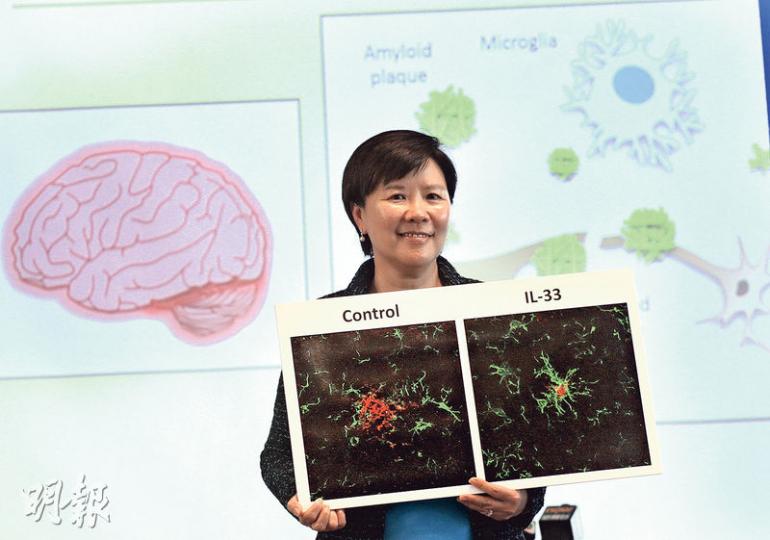 有份參與研究的科大理學院院長葉玉如(圖)以手上的小鼠腦掃描圖講解,如向有阿爾茲海默症病徵的小鼠注射名為「白介素-33」的蛋白質,該批小鼠的大腦(右圖)會較沒有注射蛋白質的小鼠(左圖),減少積聚會削弱神經細胞通訊能力的澱粉樣蛋白斑(紅色),料因該蛋白質令小膠質細胞(綠色)移向並加速清除澱粉樣蛋白斑。(李紹昌攝) 有份參與研究的科大理學院院長葉玉如(圖)以手上的小鼠腦掃描圖講解,如向有阿爾茲海默症病徵的小鼠注射名為「白介素-33」的蛋白質,該批小鼠的大腦(右圖)會較沒有注射蛋白質的小鼠(左圖),減少積聚會削弱神經細胞通訊能力的澱粉樣蛋白斑(紅色),料因該蛋白質令小膠質細胞(綠色)移向並加速清除澱粉樣蛋白斑。(李紹昌攝)