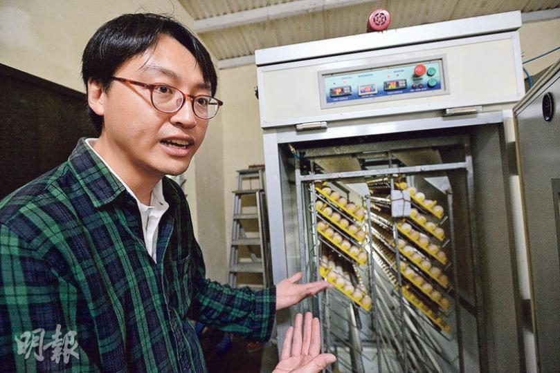 嘉道理農場高級永續農業主任譚業成表示,孵化小雞需21日,雞蛋要恆溫在37.5℃,並維持70%濕度。孵蛋機設活動層架,可按時轉換傾斜角度,模仿母雞孵蛋時定期翻轉雞蛋。(楊柏賢攝)每早約11時,雞舍職員會把數十盒雞蛋上架,訪問當日,不出10分鐘,「大蛋」便被早在等候的市民搶購一空。細蛋一盒6隻售22元,大蛋一盒6隻售28元。(楊柏賢攝) 嘉道理農場高級永續農業主任譚業成表示,孵化小雞需21日,雞蛋要恆溫在37.5℃,並維持70%濕度。孵蛋機設活動層架,可按時轉換傾斜角度,模仿母雞孵蛋時定期翻轉雞蛋。(楊柏賢攝)每早約11時,雞舍職員會把數十盒雞蛋上架,訪問當日,不出10分鐘,「大蛋」便被早在等候的市民搶購一空。細蛋一盒6隻售22元,大蛋一盒6隻售28元。(楊柏賢攝)