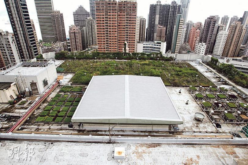 港大稱圖書館4樓天台的綠化實驗在2010年展開,前排左右兩邊是首階段項目,研究採用不同灌溉量、土壤及植物的綠化效果,後方為第二階段研究,了解有多少雨水被泥土吸收、揮發及排走。(林俊源攝) 港大稱圖書館4樓天台的綠化實驗在2010年展開,前排左右兩邊是首階段項目,研究採用不同灌溉量、土壤及植物的綠化效果,後方為第二階段研究,了解有多少雨水被泥土吸收、揮發及排走。(林俊源攝)